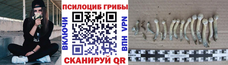 купить наркоту  Белая Калитва  Псилоцибиновые грибы прущие грибы 